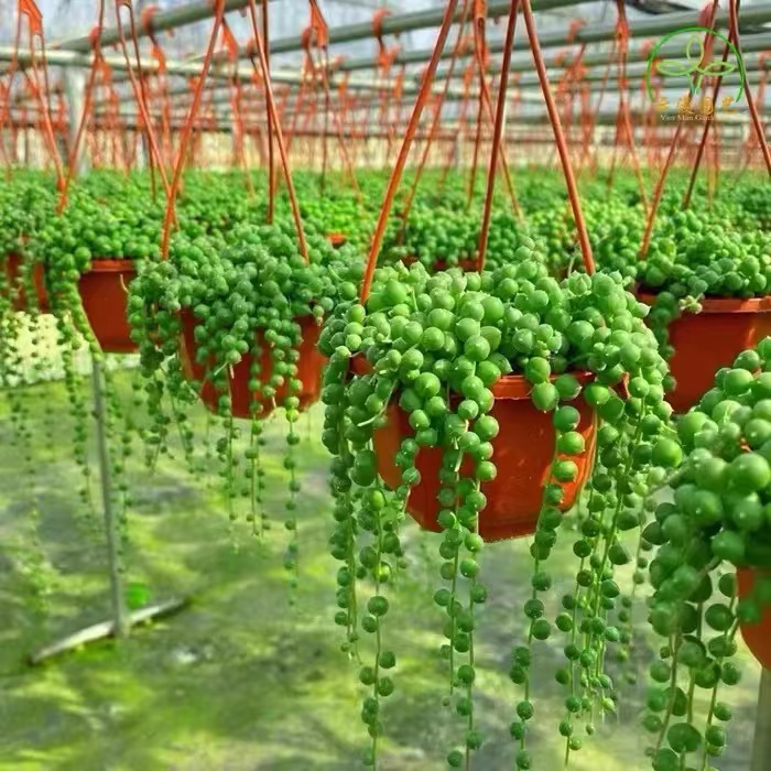 佛珠多肉盆栽室内阳台