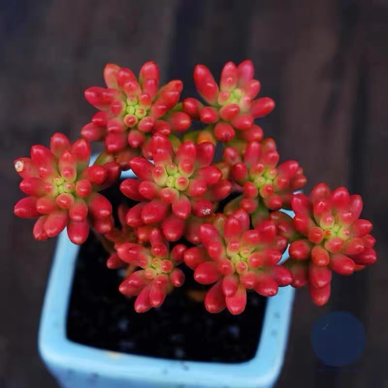 老桩多头虹之玉锦多肉植物盆栽多颗虹之玉花卉绿植红色肉肉状态好