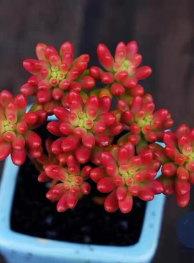 老桩多头虹之玉锦多肉植物盆栽多颗虹之玉花卉绿植红色肉肉状态好