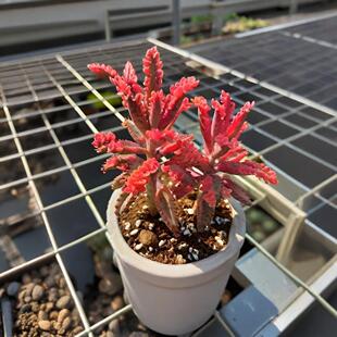 宽叶不死鸟多肉植物老桩棒叶落地生根花阔叶肉肉盆栽大叶不死鸟锦