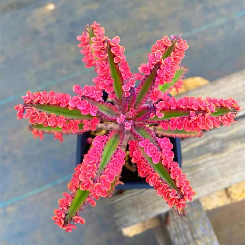 宽叶不死鸟多肉植物老桩棒叶落地生根花阔叶肉肉盆栽大叶不死鸟锦