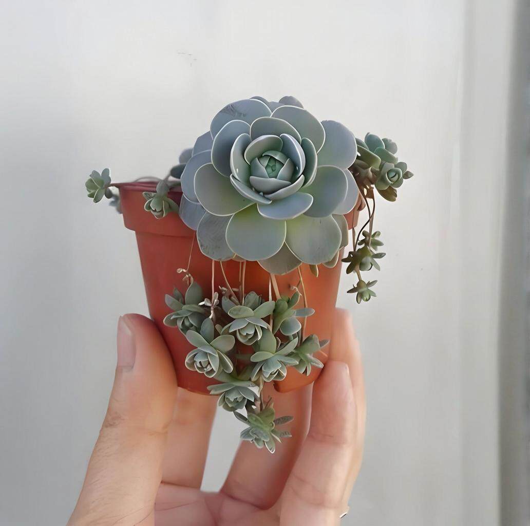 【子持莲华】多肉植物懒人盆栽大棚出货极易爆头带小崽超可爱迷你