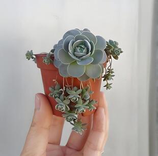 【子持莲华】多肉植物懒人盆栽大棚出货极易爆头带小崽超可爱迷你