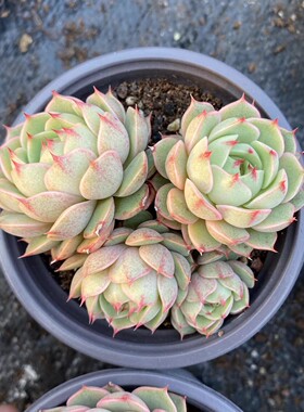 苯巴蒂斯多肉植物盆栽组合