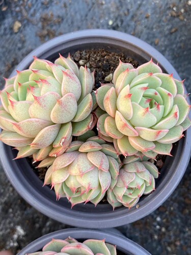 苯巴蒂斯多肉植物盆栽组合