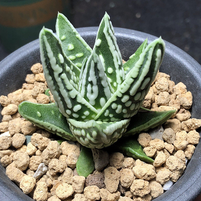皇帝多肉植物硬叶玉露王妃带土