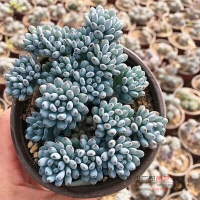 蓝豆阳台多肉植物防辐射