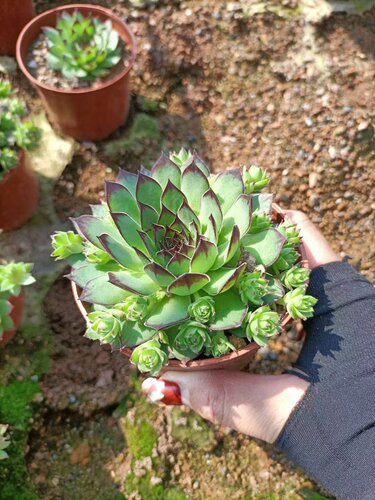 紫牡丹多肉植物长生草