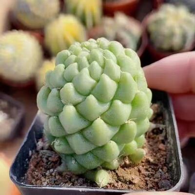 泰菊莲仙人球盆栽室内稀有品种仙人掌科开花多肉植物肉肉花好养活