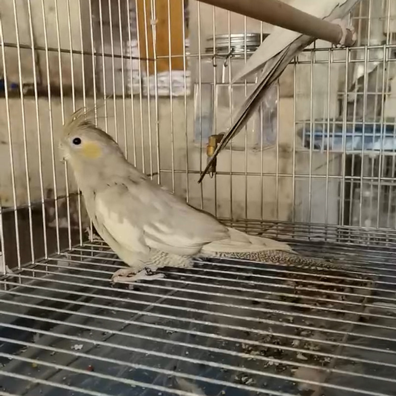 手养特色玄凤鹦鹉亲人独立黑牛玄风鹦鹉活体黄脸绿宝石纯种血统