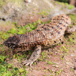 实心仿真认知刺尾岩蜥玩具石龙子蜥蜴守宫动物模型桌面摆件