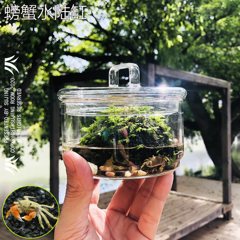 库生态瓶辣椒蟹微景观水生陆生莫斯苔藓植物创意玻璃懒人植螃蟹厂