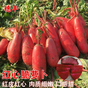 红心红皮萝卜种子耐寒高产甜脆透心红萝卜种籽阳台秋季田园蔬菜孑