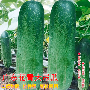 广东花青大吊瓜种子春秋播大青瓜秧苗高产旱黄瓜种籽农家蔬菜种孑