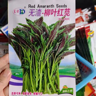 无渣柳叶红苋菜种子汉菜种籽春夏秋农家野菜青菜盆栽四季蔬菜种孑
