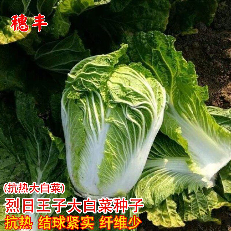 大白菜种子抗热黄心大白菜种籽室内阳台盆栽农家耐热大白菜蔬菜子