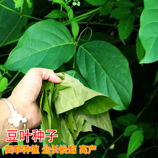 豆叶种子特选专用豇豆种籽叶可煮汤鲜嫩可口豆叶农家阳台蔬菜种孑