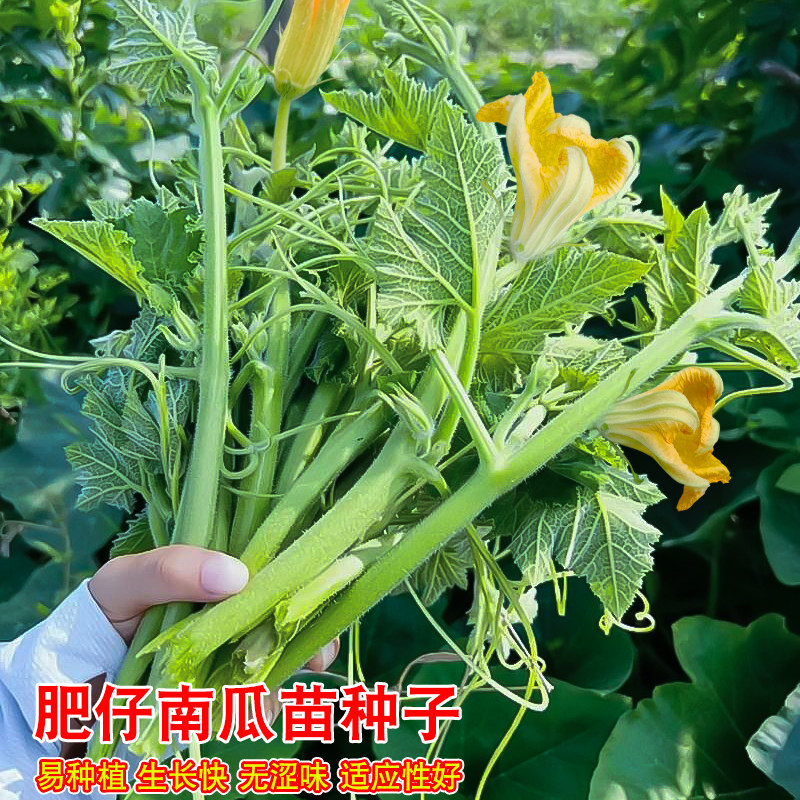 肥仔南瓜苗种籽专吃粗条南瓜尖子农家高产菜园藤茎嫩叶四季蔬菜孑,鲜花速递/花卉仿真/绿植园艺,家庭园艺种子,淘宝优惠券,粉丝福利购,淘宝优惠卷