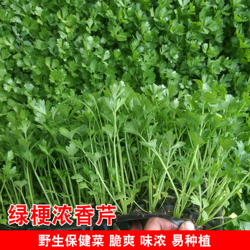 蔬菜四季播庭院阳台香味浓种子
