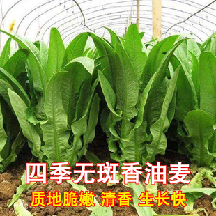 四季无斑香油麦菜 种籽新种 青菜阳台盆栽耐热农家易种植蔬菜种子