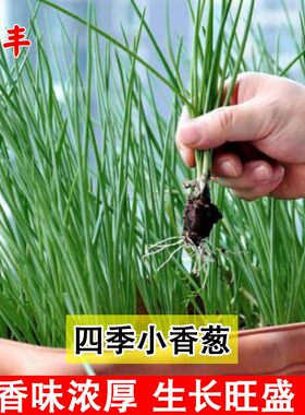 蔬菜四季阳台播种小香葱