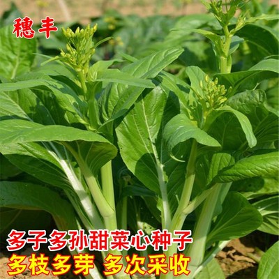 农家多心连州高产白菜苔