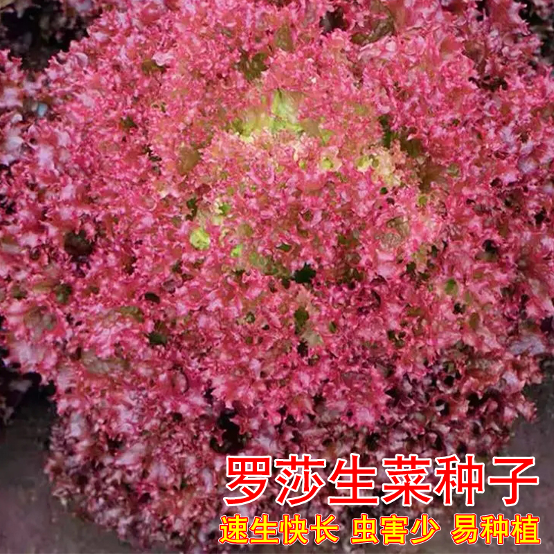 罗莎生菜种子紫红咖啡生菜种籽沙拉汉堡生吃生菜四季盆栽蔬菜种孑