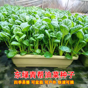 青帮油菜种子奶油鸡毛菜上海青种籽四季播种农家菜园庭院蔬菜种孑