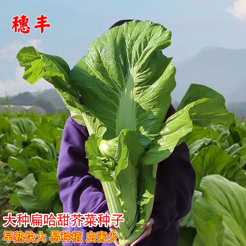 华木夏季高产大种扁哈甜芥菜农家