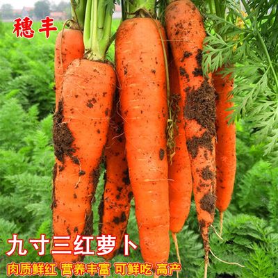 蔬菜三红九寸大田秋季胡萝卜种子