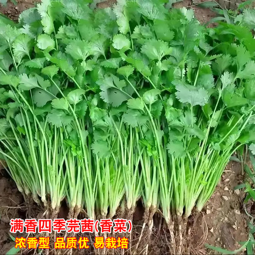 四季香菜种子满香芫荽小叶香菜种子春秋季阳台盆栽耐寒耐热蔬菜籽