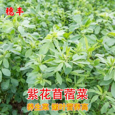 三叶菜农家食用四季播种子