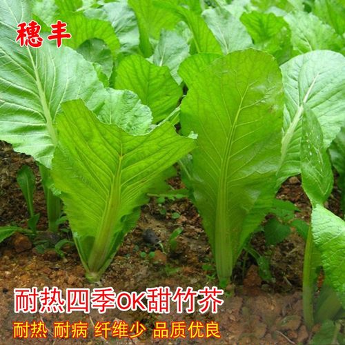 客家甜芥菜种子甜竹农家菜园蔬菜