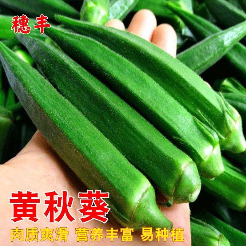 黄秋葵种孑 四季播种 阳台盆栽菜籽菜种高产保健营养庭院蔬菜种子,鲜花速递/花卉仿真/绿植园艺,家庭园艺种子,淘宝优惠券,粉丝福利购,淘宝优惠卷