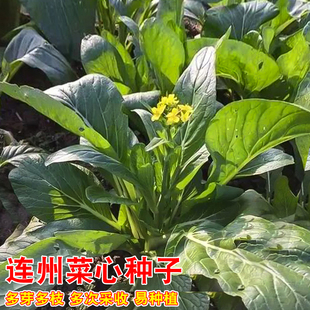 连州菜心种子广东甜脆菜苔蔬菜孑秋冬季迟甜菜心农家阳台蔬菜种子