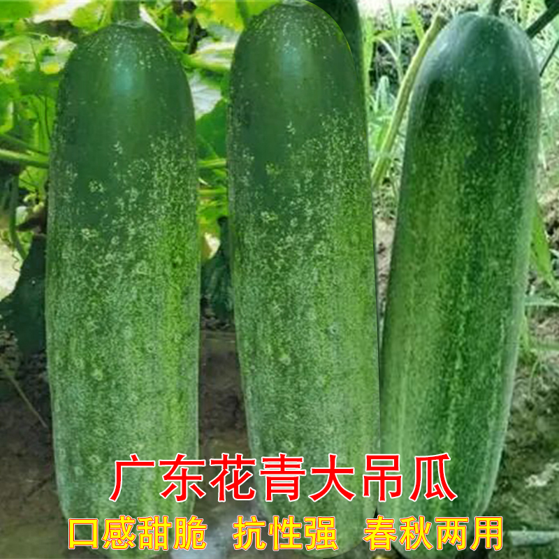 盈科春秋耐热花青大吊瓜高产