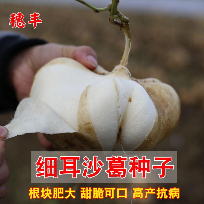 细耳沙葛种子 水果地瓜 凉薯凉瓜种子庭院沙葛蔬菜种孑农家自留种