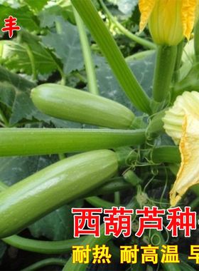 蔬菜佳美四季生瓜抗病西葫芦种子