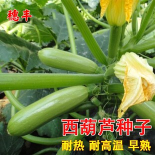 佳美西葫芦种子高产阳台盆栽四季矮生瓜易种抗病蔬菜春季蔬莱种子