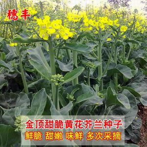 盈科秋季高产黄花迟芥蓝口感好