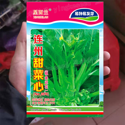 连州菜心种子广东甜脆菜苔秋冬季蔬菜孑迟甜菜心农家阳台蔬菜种子