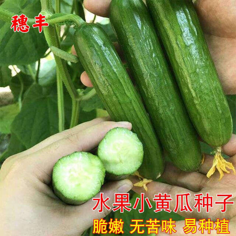 无刺四季好吃产量稳甜脆小乳瓜