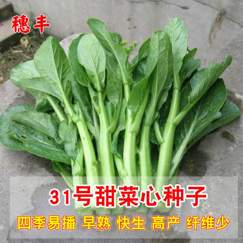 油青甜菜心种子四季油菜心青菜籽耐热大田农家阳台盆栽蔬菜种孑子