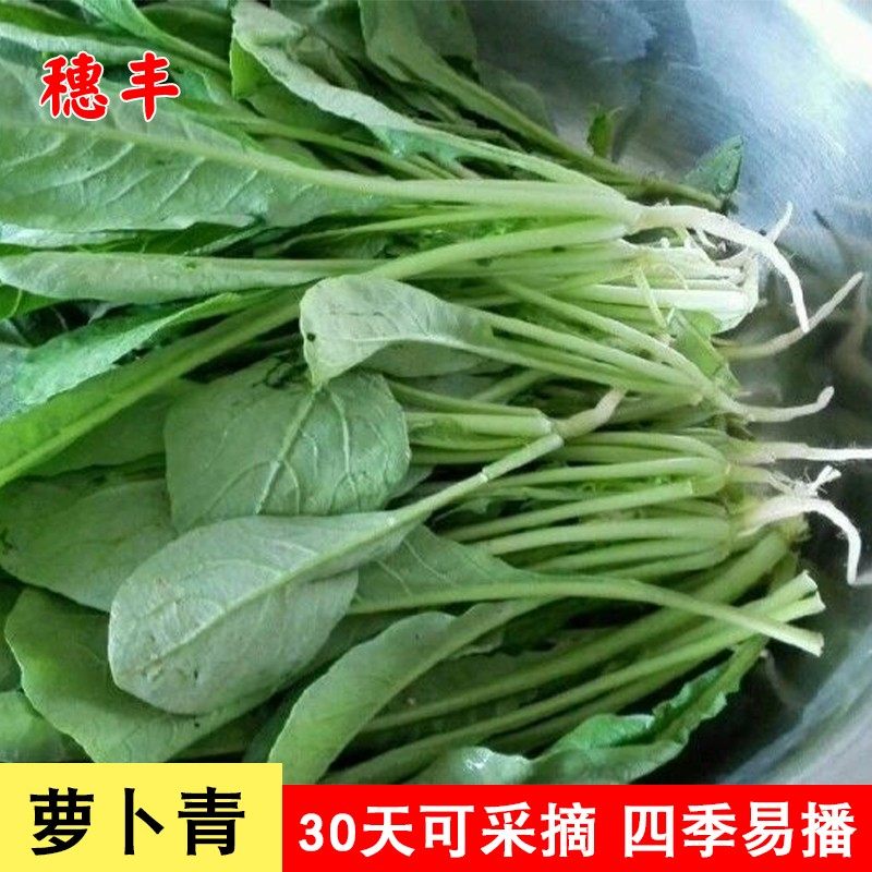萝卜苗种子萝卜青种子阳台盆栽四季易种芽苗菜高产生长快口感鲜嫩