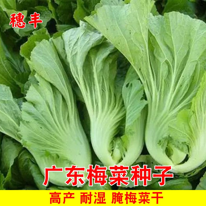 广东梅菜种子芥菜种籽腌制梅干菜秋冬季种植大田农家蔬菜种孑包邮
