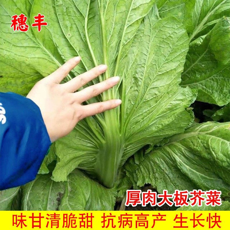芥菜种子客家本地宽叶厚肉大叶芥菜种籽秋季种植农家大田蔬菜种孑