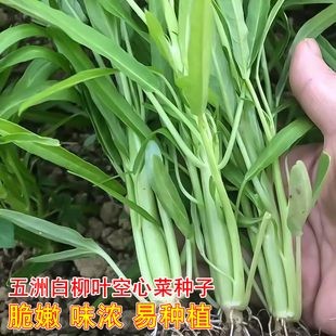 白柳叶空心菜种子白梗通心菜种籽南方农家四季水种植菜苗蔬菜种孑
