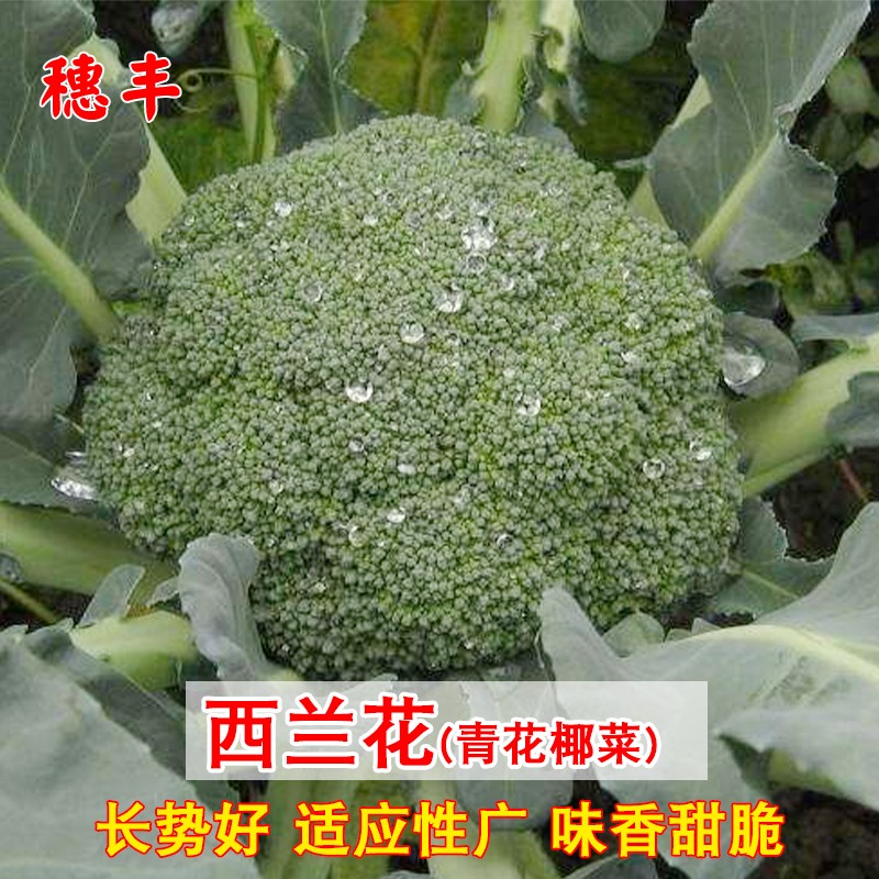 春夏秋冬四季播阳台盆栽西兰花