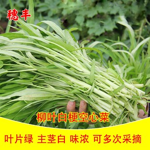 四季白梗空心菜种子通菜翁菜竹叶水生农家蔬菜籽阳台盆栽四季蔬菜