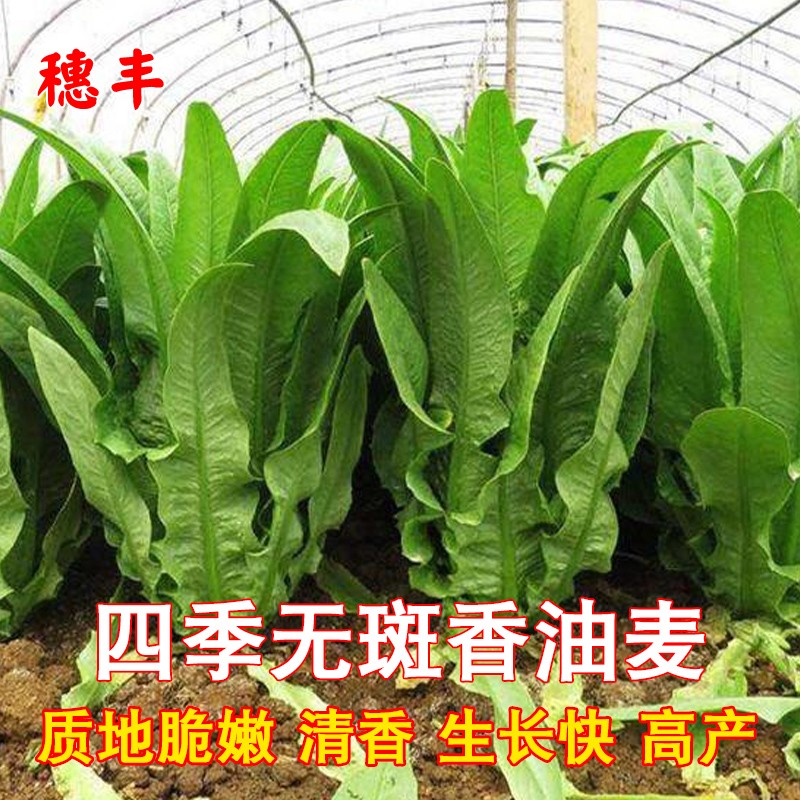 四季无斑香油麦菜 种籽新种 青菜阳台盆栽耐热农家易种植蔬菜种子